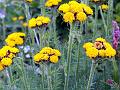 Long-Leaved Tansy